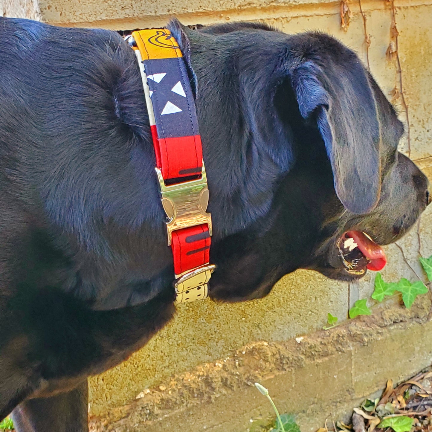 Ancestors' Wildest Dreams Dog Collar