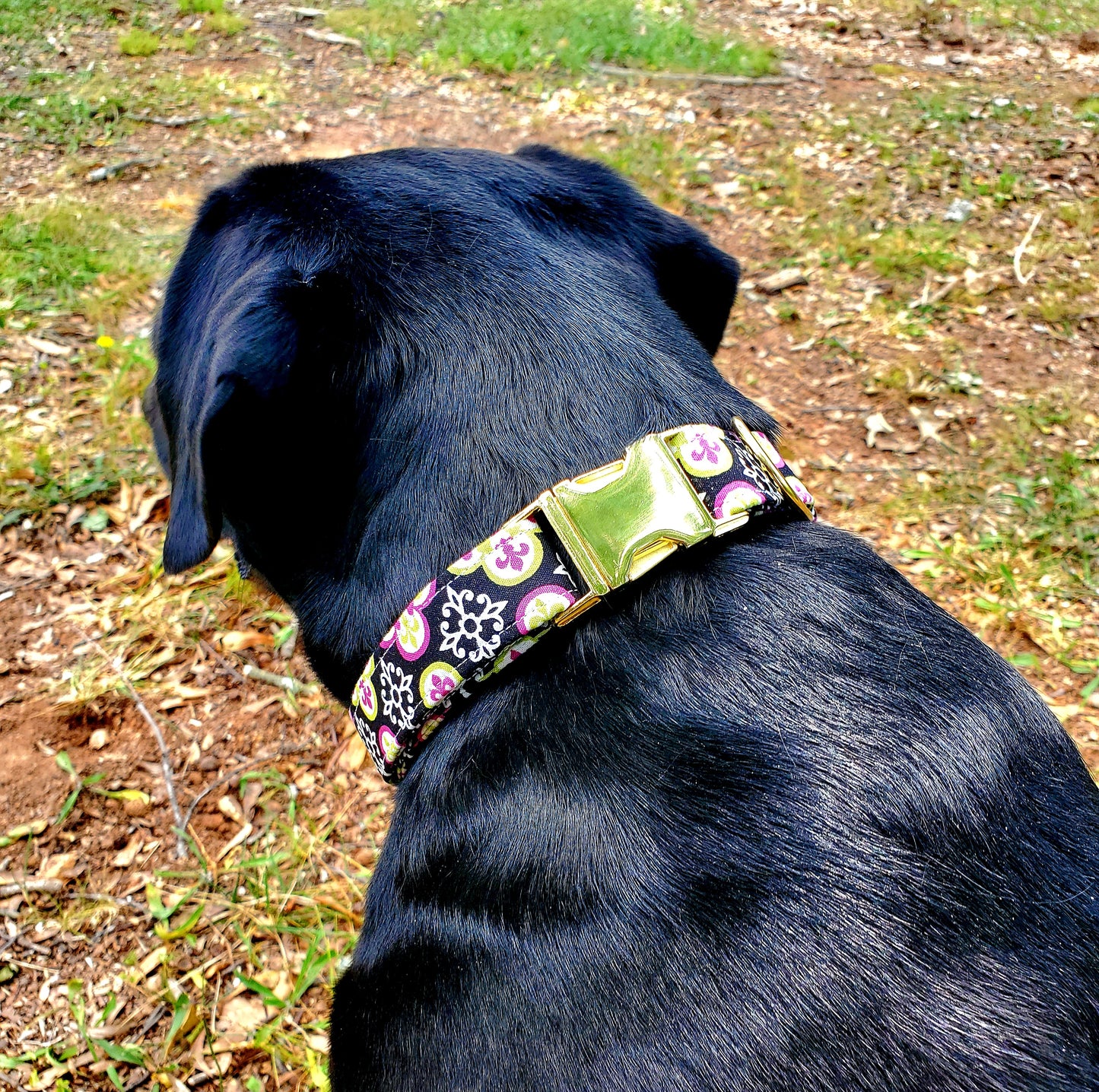 Whitley G. Dog Collar