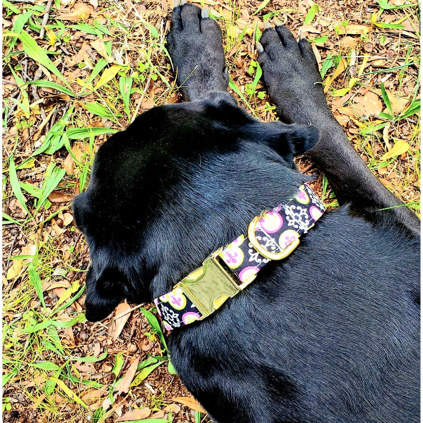 Whitley G. Dog Collar