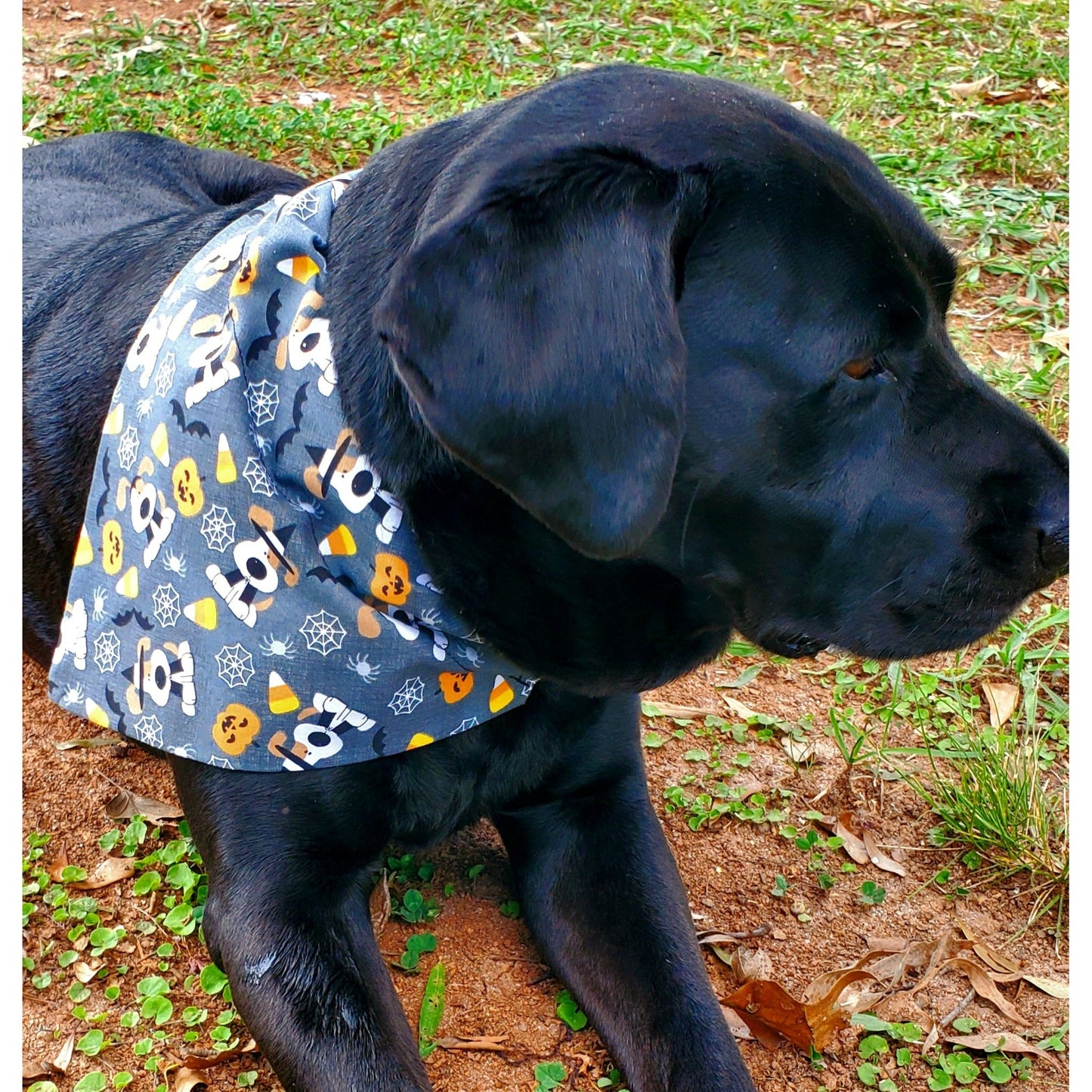 Halloween Bandana - Puppies, pumpkins, and spiders, OH MY!