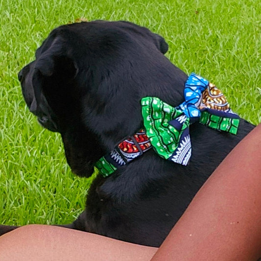 Kingdom Collar and Bow Tie Set