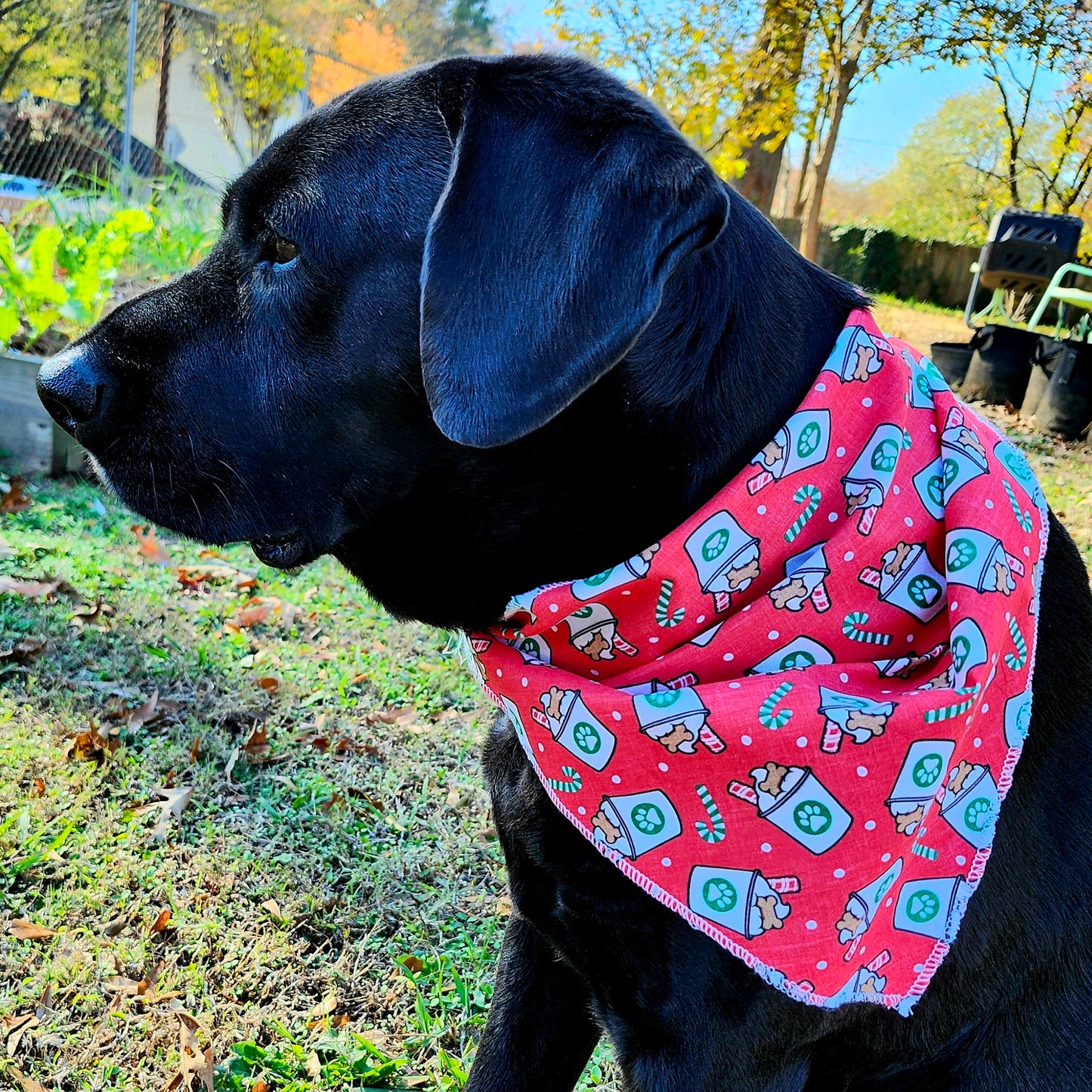 Holiday Coffee/ Latte Dog Bandana Red