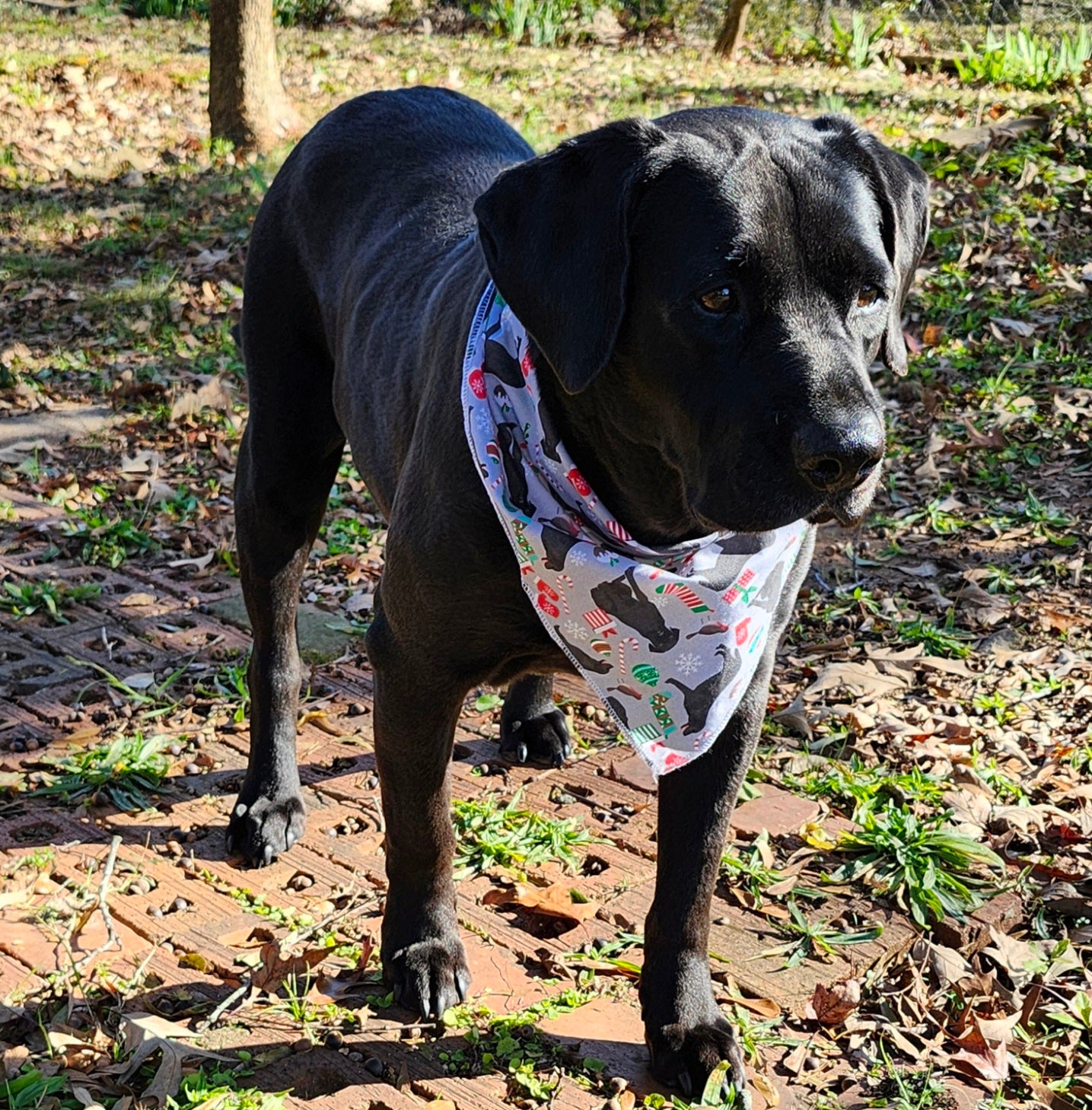 Labrador Christmas Dog Bandana