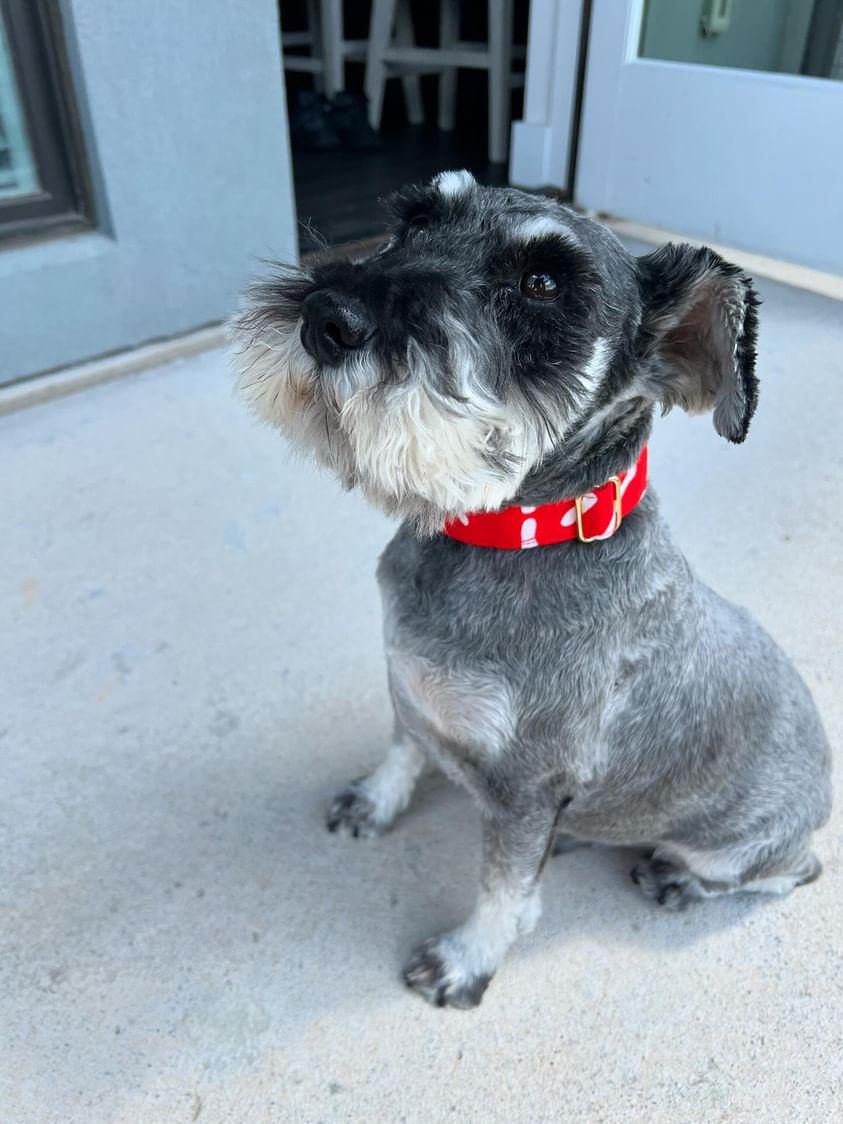 Continent Fire Dog Collar