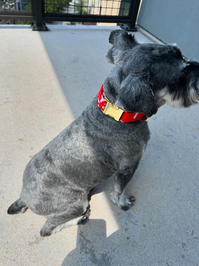 Continent Fire Dog Collar