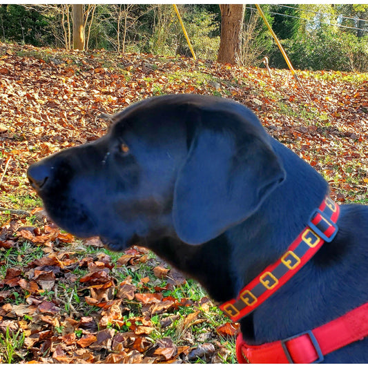 Santa's Belt Collar - 1" Width