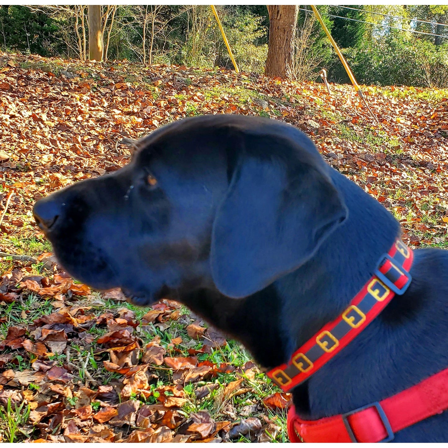 Santa's Belt Collar - 5/8" Width