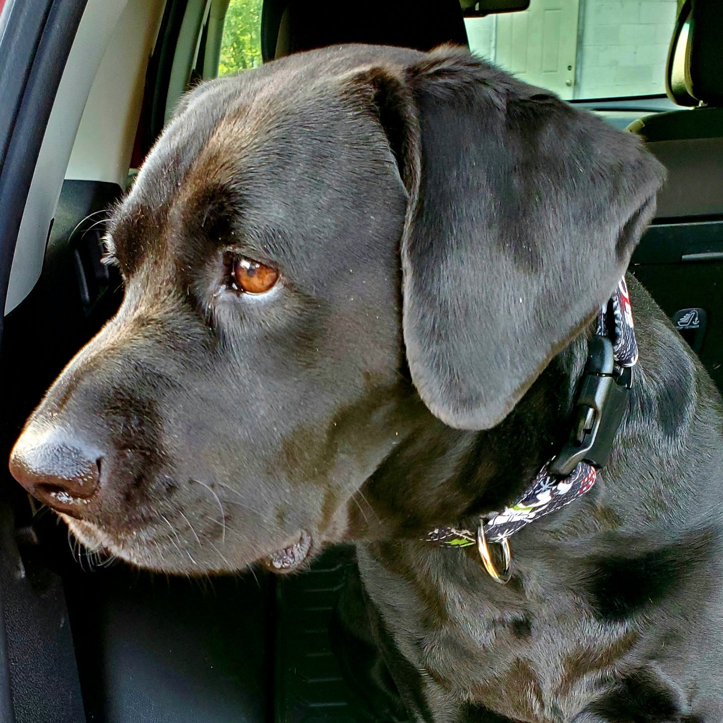 Paws and Peppermint Dog Collar