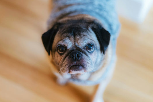 Senior pug looking up at camera.