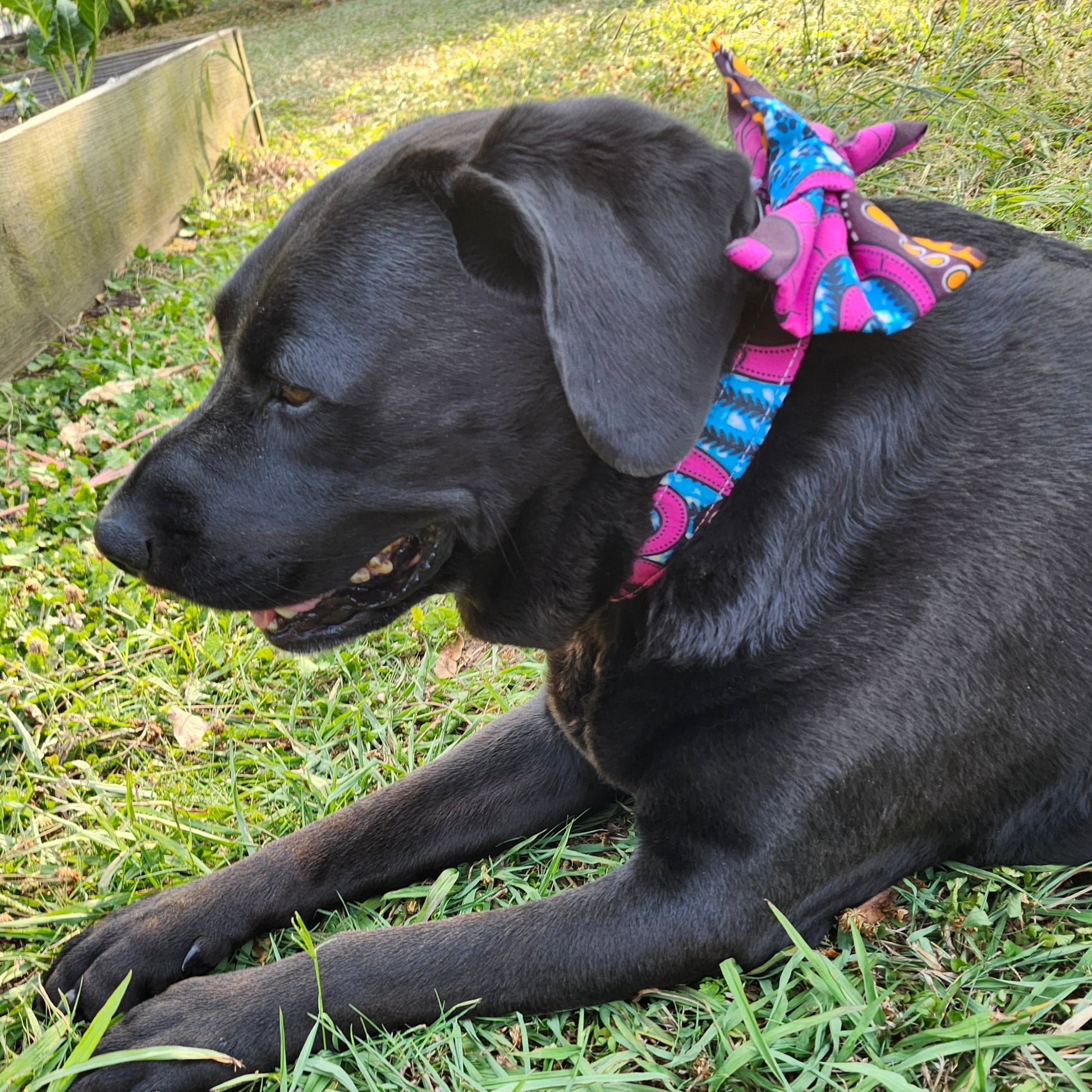 Pink Pup Royalty Collar and Bowtie Set