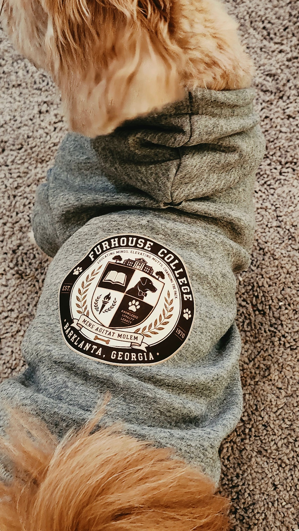 Furhouse College Sweatshirt Hoodie