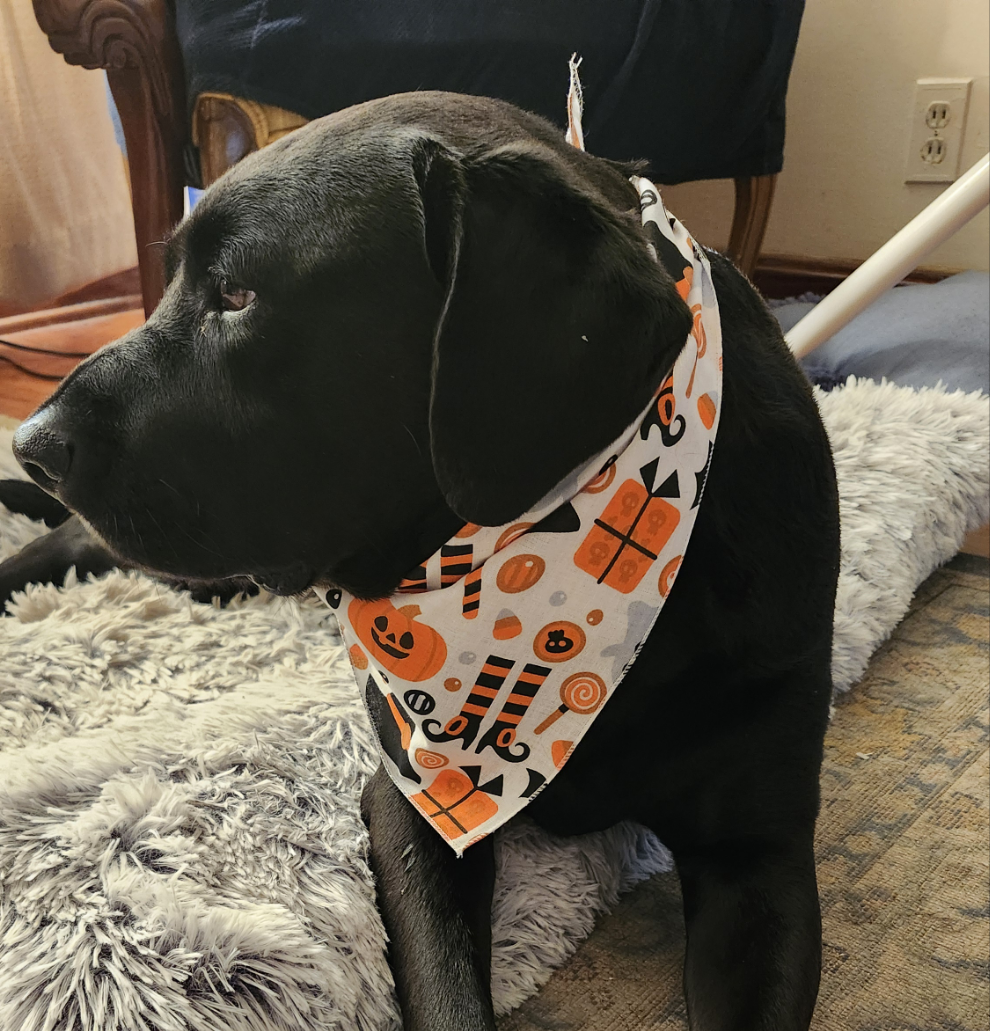 Witches & Pumpkins Bandana